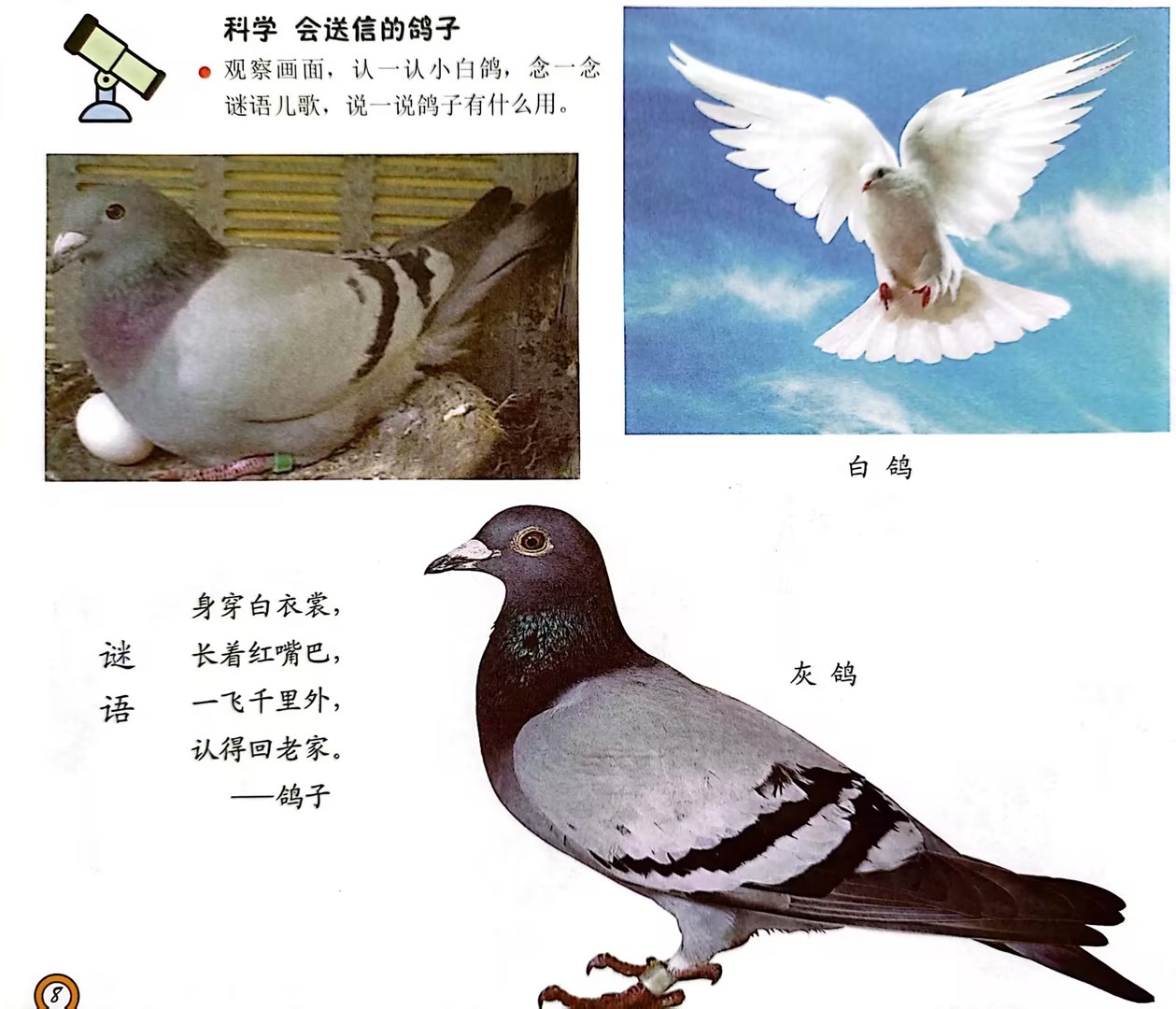 科学：会送信的鸽子